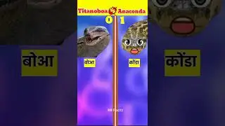 Titanoboa v/s Anaconda || full comparison video || 
