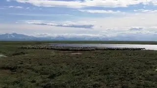 Пастухи ведут стадо оленей