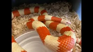 BREEDING ALBINO NELSON MILK SNAKES & MORE !!!
