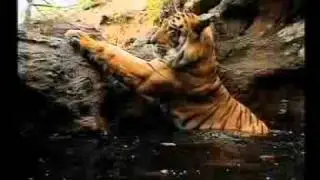 Orange.com Bengal Tiger relaxing.