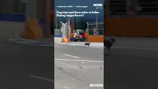 🏁Chennai Street Race: During Round 1 race a dog caused an unexpected interruption. #dtnext #irl