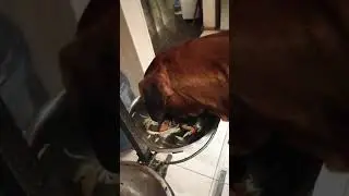 Боксер Майк очень любит салатики.