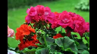 GERANIUM IS DIETING SAVE THE PLANT HOW TO HELP PELARGONIUM.