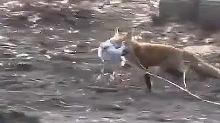 Squirrel's Fatal Mistake: Fox Ambush in the Wilderness