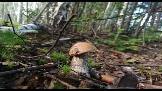На часок в лесок