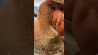 Хороший ?