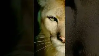 Сколько взглядов узнали? 