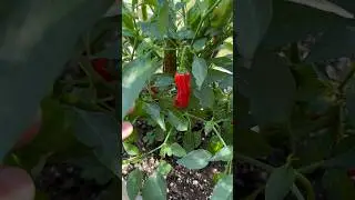 Do this when saving seeds from an heirloom pepper plant. #gardening #vegetablegardening #pepperplant