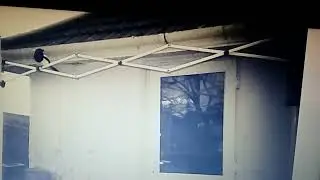 Camtrap Magpies