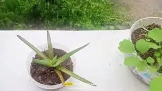 Сильный дождь днём и сильный дождь ночью.