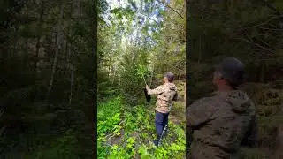 🌲🍄🔥 #лес #грибы #гэлвин