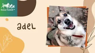 Adel