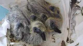 Птенец голубя спит в гнезде. Крупный план голубенка ✿ The little pigeon sleeps in the nest