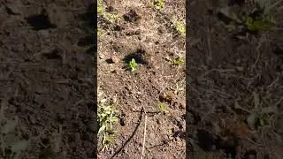 Откопал черенки винограда. Готовлю место. Школка прошлогодняя. #виноград