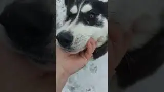 Деревенский пёсик сьел двух кур и гуляет себе довольный 