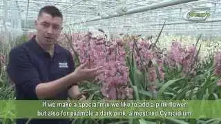 GF Special Orchids (english subtitles)