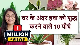 🔴AIR PURIFYING INDOOR OXYGEN BEDROOM PLANTS हवा शुद्ध करने वाले पौधे #airpurifyingplants #plants