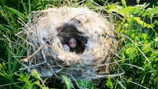 चिड़ियों का घोंसला  एक अद्भुत यात्रा - Bird's Nest and nurturing of its kids