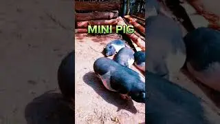 MINI PIG EN YURAK ALLPA