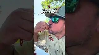 🦞 Should you suck the head? 