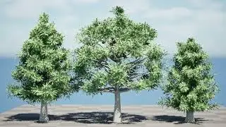 Australian Bunya Pine Trees 3d animation with unreal engine