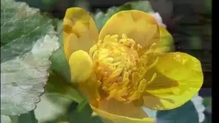 ЦВЕТОК ИЗИДЫ - ЛОТОС