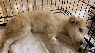 Малыш Умка/Борьба за жизнь/Kid Umka/Fight for Life