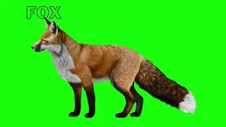 fox green screen video ||CARTOON GREEN SCREEN|| new video no copyright