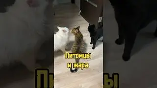 Питомцы и жара ☀️ 