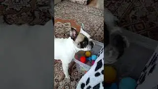 Тэя собирает игрушки. Teya collects toys in a box. #funnydogs #frenchbulldog #puppy #умнаясобака