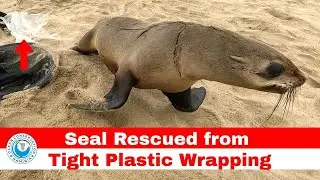 Seal Rescued From Tight Plastic Wrapping