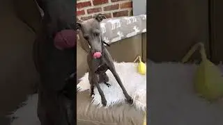 🐶Косточка не понравилась.🤷‍♀️