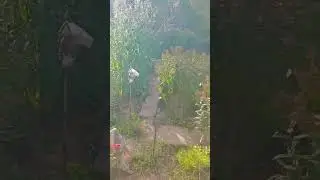 Аромат роз ...#дача #образование #осень2024 #цветы