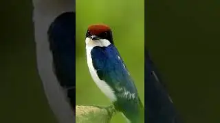 Wire-tailed Swallow (Hirundo smithii) Pretty little bird with a beautiful sheen