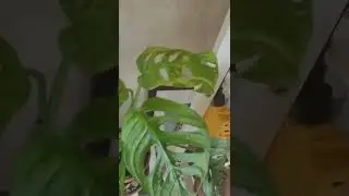 can plants get sick? is that's what's happening here? 🤔 any idea?? 🌱 help please 