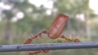 Working Ant ...Amazing video of ants carrying stuff