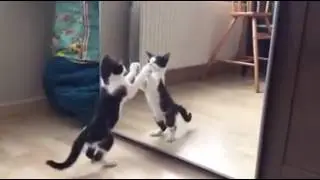 Komik Video 11