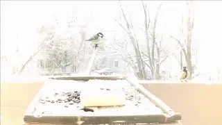 Bird feeder watch cam. Russia