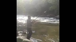 pesca y liberación de sabaletas