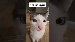 #cat #catlover #funny #cute #kitten #pet #рекомендации #memes #реки