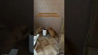 Вот это конечно повезло котикам 😂 #cat #рыжийкот #кот #котики #питомцы #котик #животные