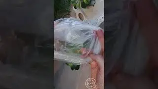 Как поставить фиалку на фитиле под пакет
