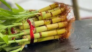 Best indoor plant for your home ! Lucky bamboo
