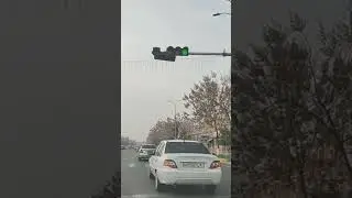 🌸 Андижон шаҳри павловния гулларига бурканди...