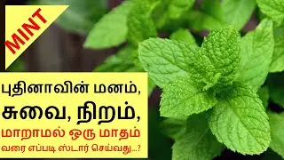 How to store Pudina  Leaves for long time