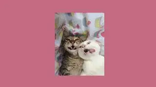 heart to heart - mac demarco (sped up) 💗