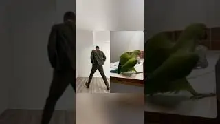 Just wingin’ it 🕺🏻🦜 