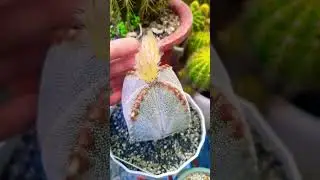 #Succulent #plant #succulents #plants #cactus #propagation #homegarden #care #tips