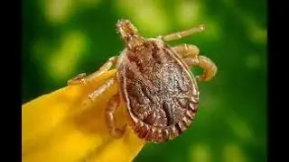Tudo sobre a febre maculosa.