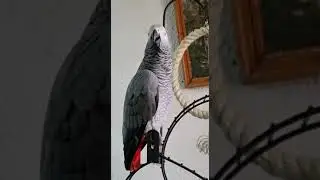 Учит: динь динь дон дон дон колокольчик звенит этот звук...